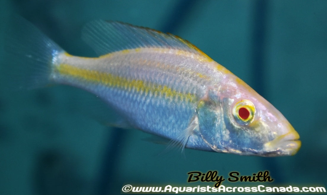 DIMIDOCHROMIS COMPRESSICEPS. SP *ALBINO* (HOUSEBRED, DOMESTIC) 2.5" UNSEXED - Aquarists Across Canada