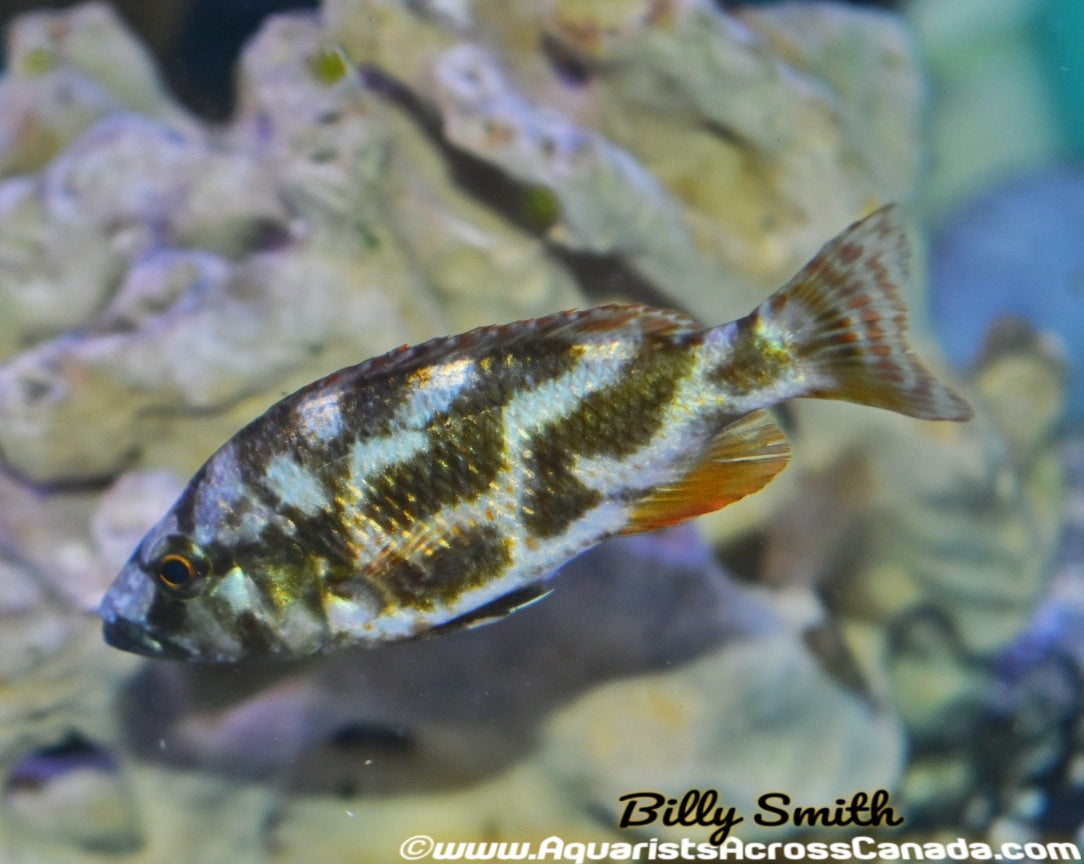 NIMBOCHROMIS LIVINGSTONII (HOUSEBRED, DOMESTIC) 2" UNSEXED - Aquarists Across Canada