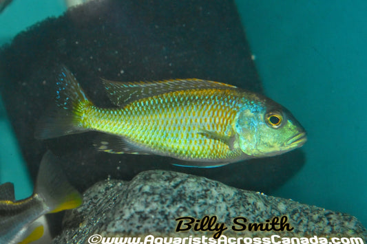 BUCCHOCHROMIS LEPTURUS *GREEN LEPTURUS* (HOUSEBRED, F1) - Aquarists Across Canada