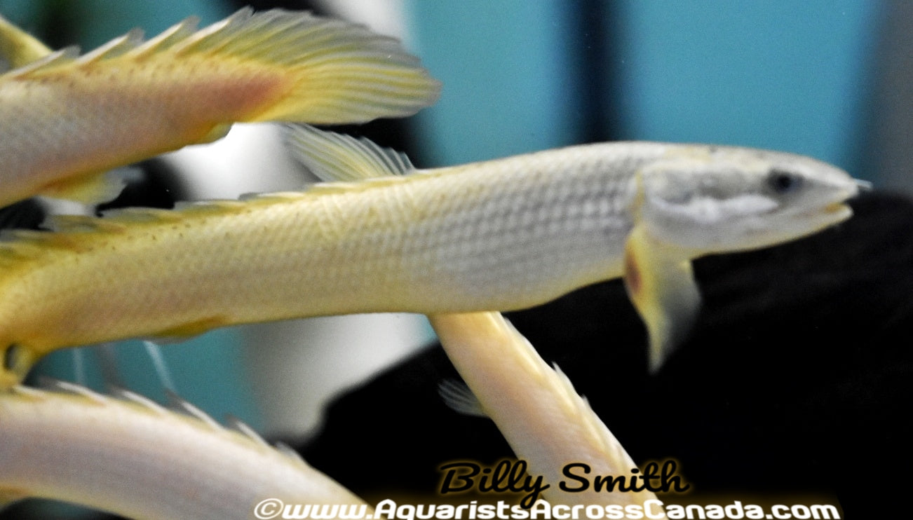 SENEGAL BICHIR (Polypterus senegalus) - Aquarists Across Canada