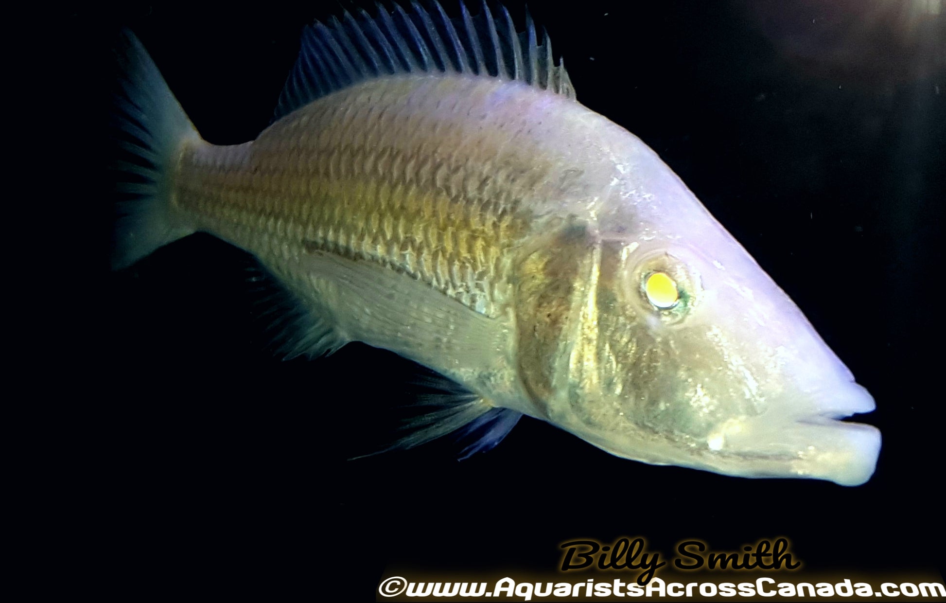 DIMIDOCHROMIS COMPRESSICEPS. SP *ALBINO* (HOUSEBRED, DOMESTIC) 2.5" UNSEXED - Aquarists Across Canada