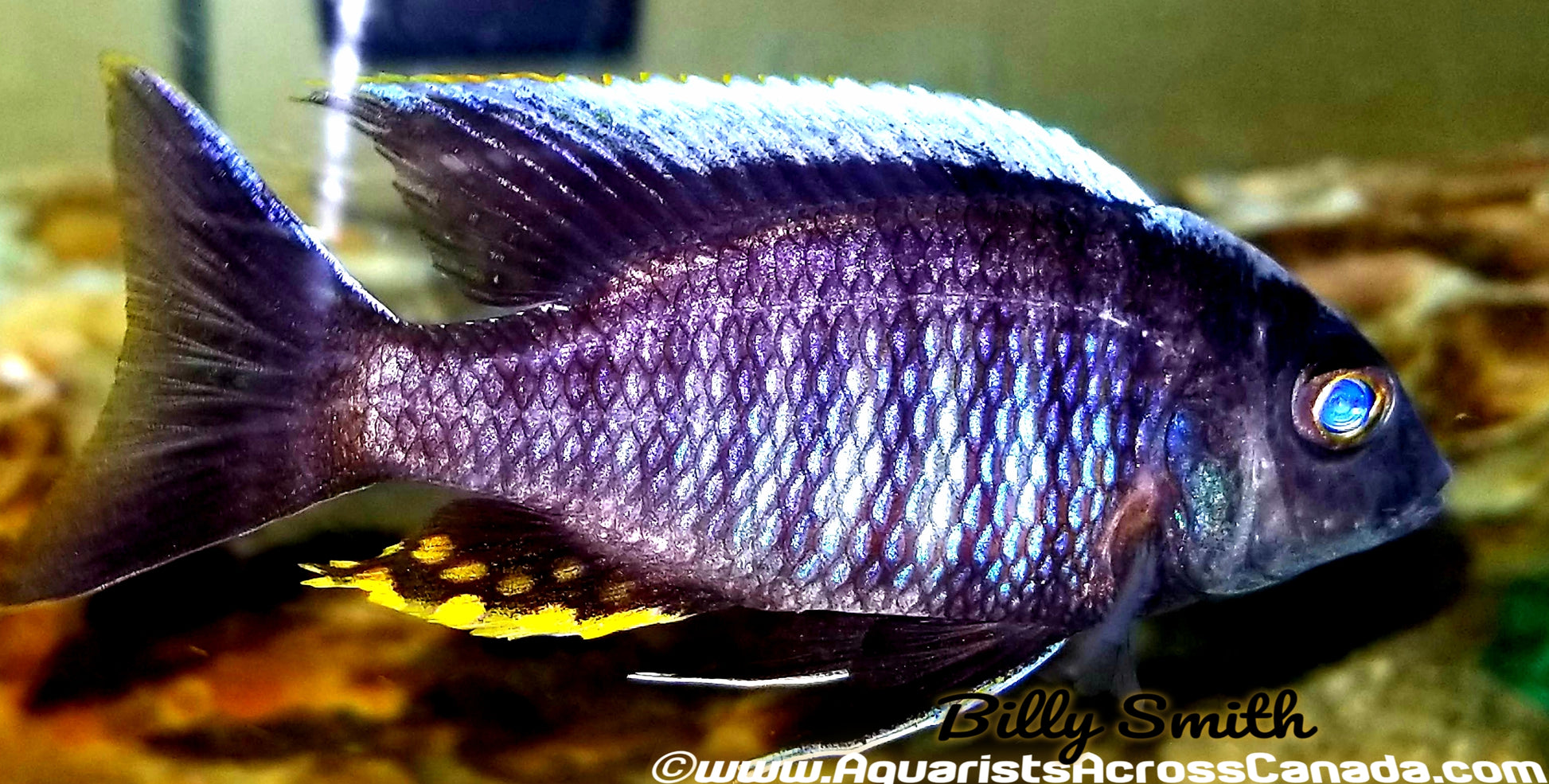 AULONOCARA KANDEENSE *BLUE ORCHID* (HOUSEBRED F1) 1.5-2" UNSEXED - Aquarists Across Canada