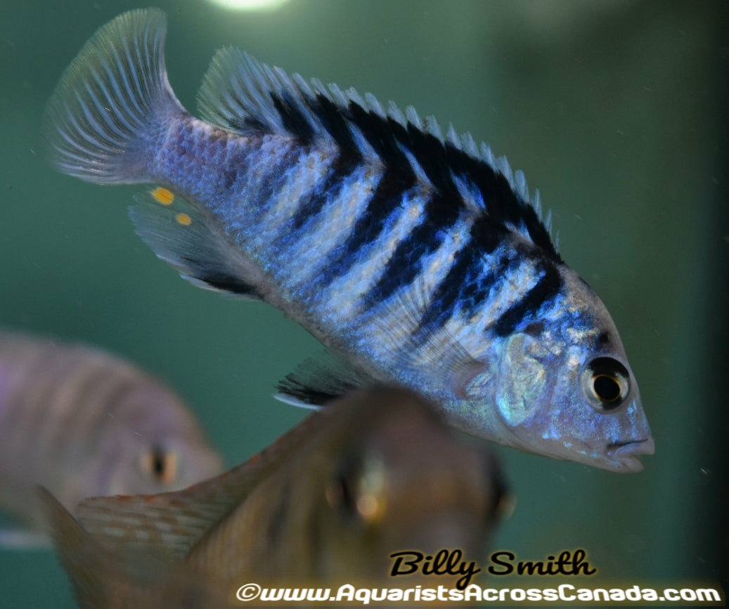 LABIDOCHROMIS CHISUMULAE *CLOWN LAB* - Aquarists Across Canada