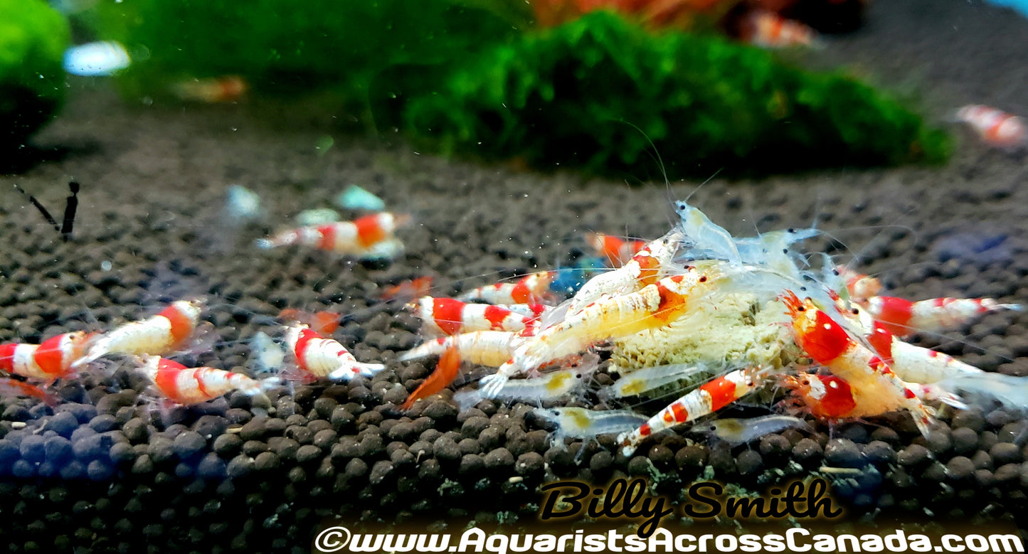 CRYSTAL RED S-A GRADE (Caridina cf. cantonensis var. 'Crystal Red') - Aquarists Across Canada