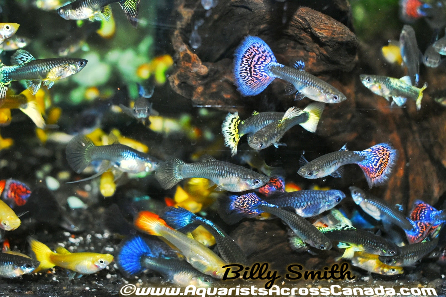 GUPPIES FANCY FEMALES (Poecilia reticulata) - Aquarists Across Canada