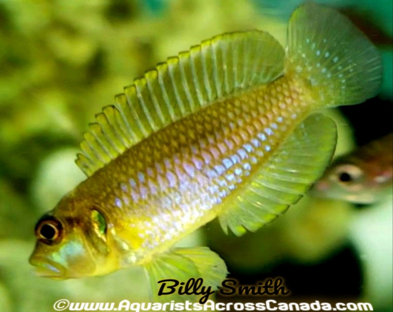 LAMPROLOGUS OCELLATUS "GOLD" (GOLD OCELLATUS) - Aquarists Across Canada