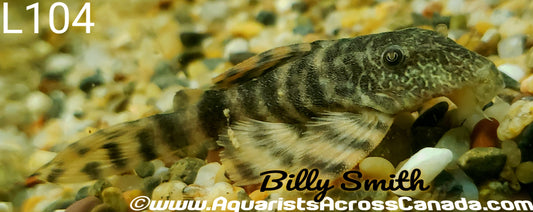 L104 CLOWN PLECO (Panaqolus maccus) - Aquarists Across Canada