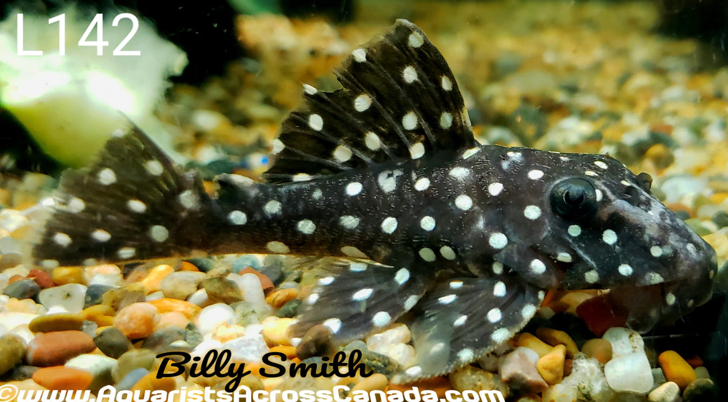 L142 SNOWBALL PLECO (Baryancistrus.sp L142) - Aquarists Across Canada