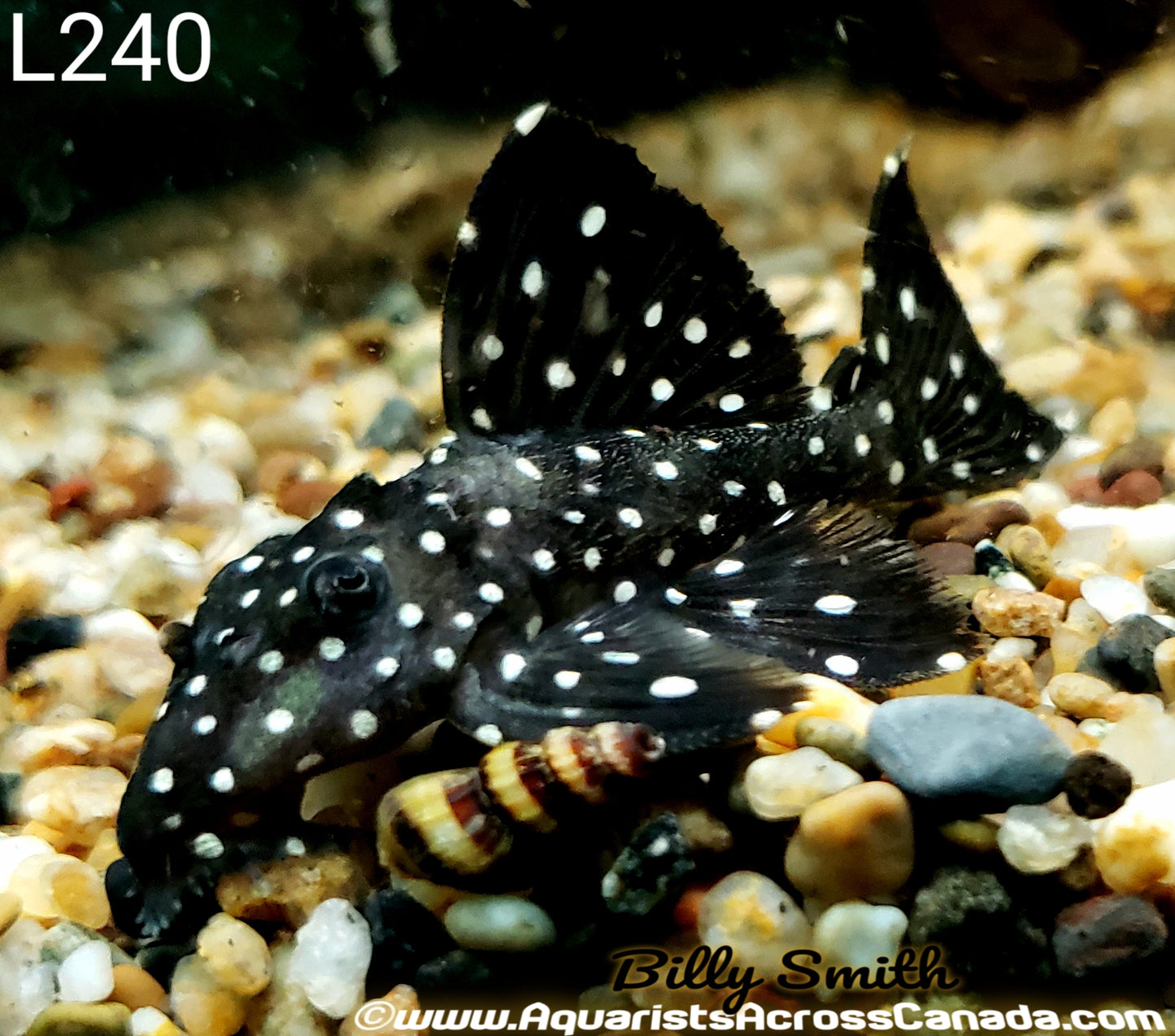 L240 SAILFIN VAMPIRE PLECO (Leporacanthicus cf. galaxias) - Aquarists Across Canada