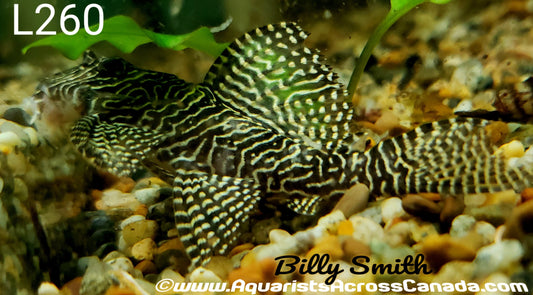 L260 QUEEN ARABASQUE (Hypancistrus. Sp L260) - Aquarists Across Canada