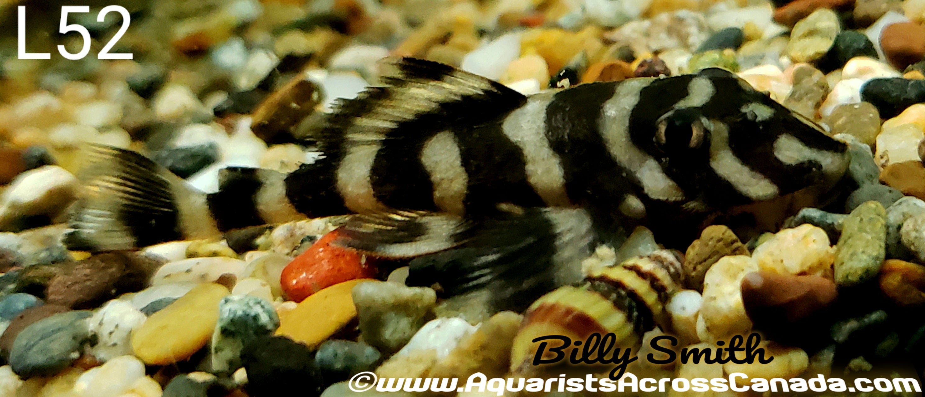 L52 BUTTERFLY PLECO (Dekeyseria sp.) – Aquarists Across Canada