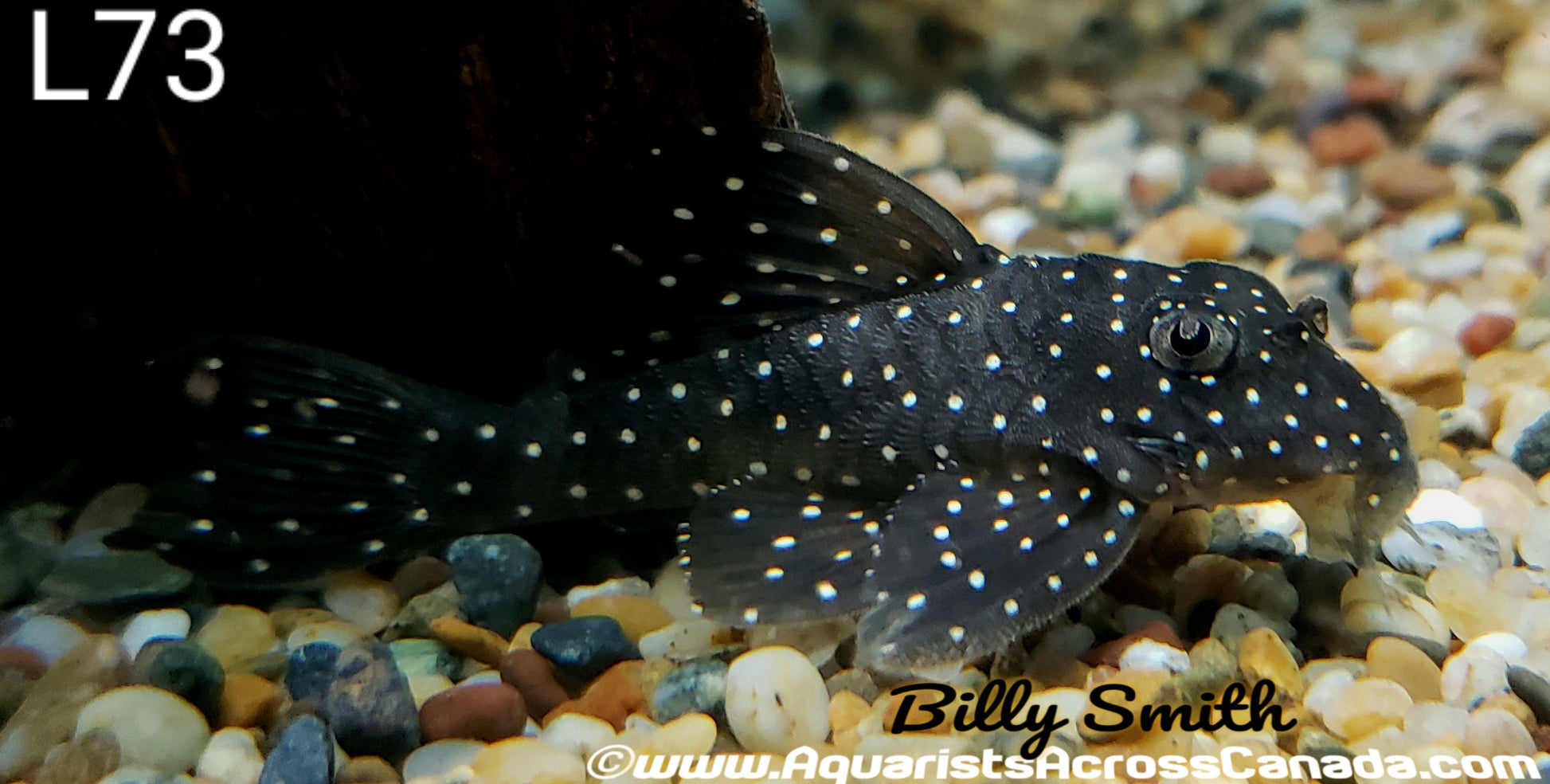 L73 PORTEL ANGELICUS PLECO (Hypancistrus sp) - Aquarists Across Canada