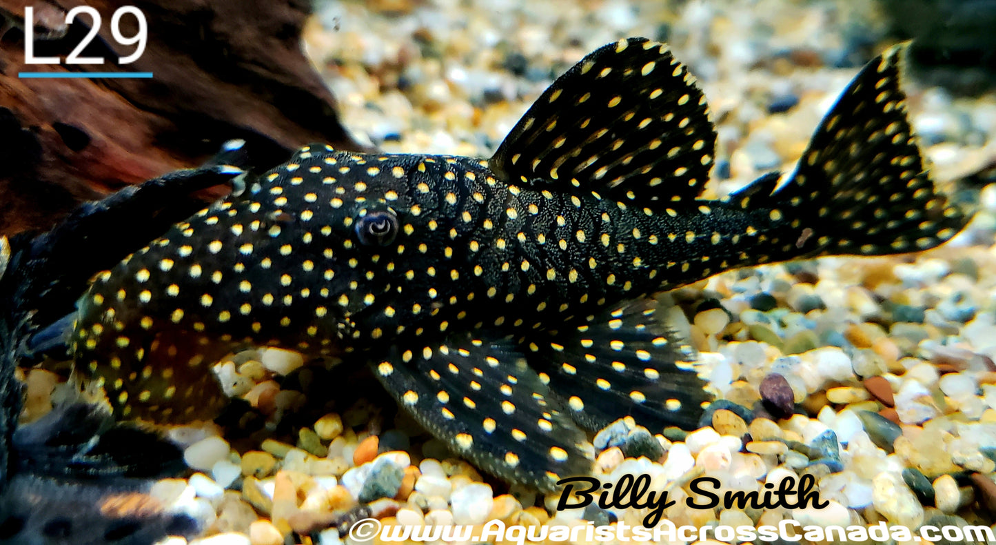 L29 GALAXY PLECO (Leporacanthicus galaxias) - Aquarists Across Canada