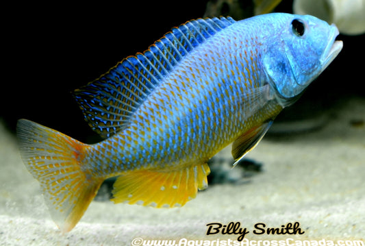 ARISTOCHROMIS CHRISTYI *MALAWI HAWK* (HOUSEBRED F1) 8" - Aquarists Across Canada