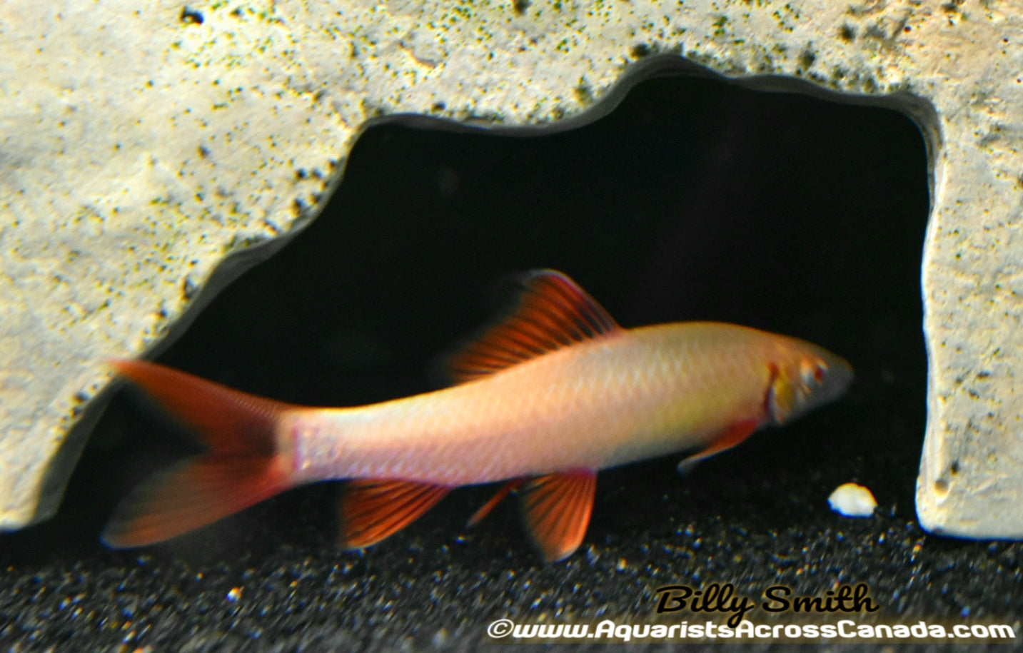 RAINBOW SHARK *ALBINO* (Epalzeorhynchos frenatum) - Aquarists Across Canada