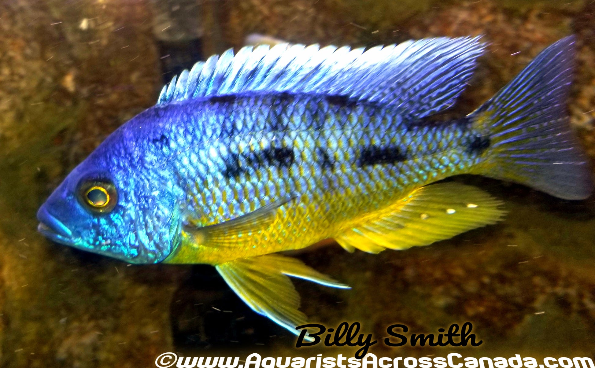 PROTOMELAS SPILONOTUS *TANZANIA* (HOUSEBRED F1) 3" MALE - Aquarists Across Canada