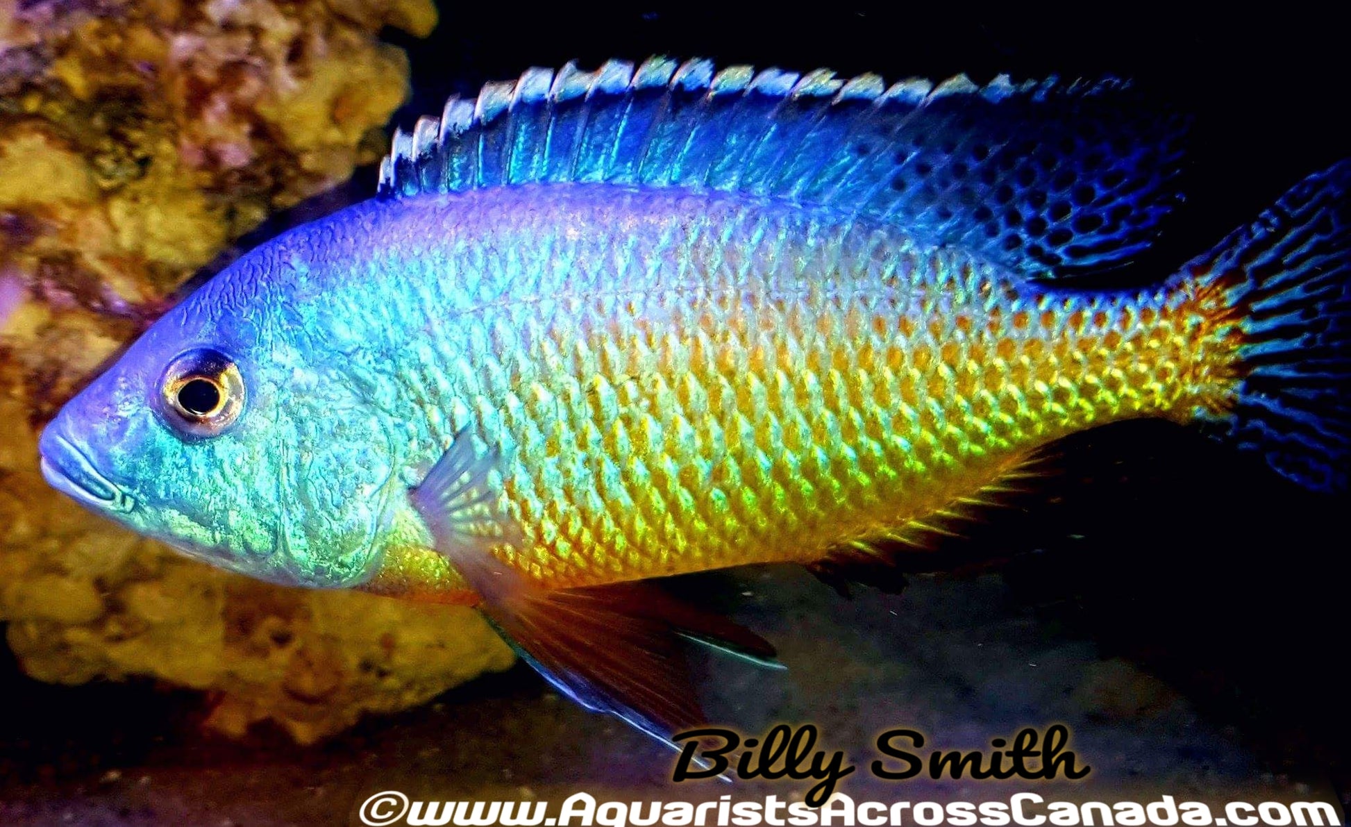 PROTOMELAS FENESTRATUS "MUMBO ISLAND" F1 4" - Aquarists Across Canada