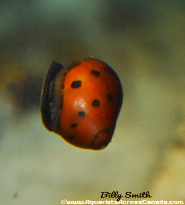 RED SPOTTED NERITE (Neritina natalensis sp) - Aquarists Across Canada