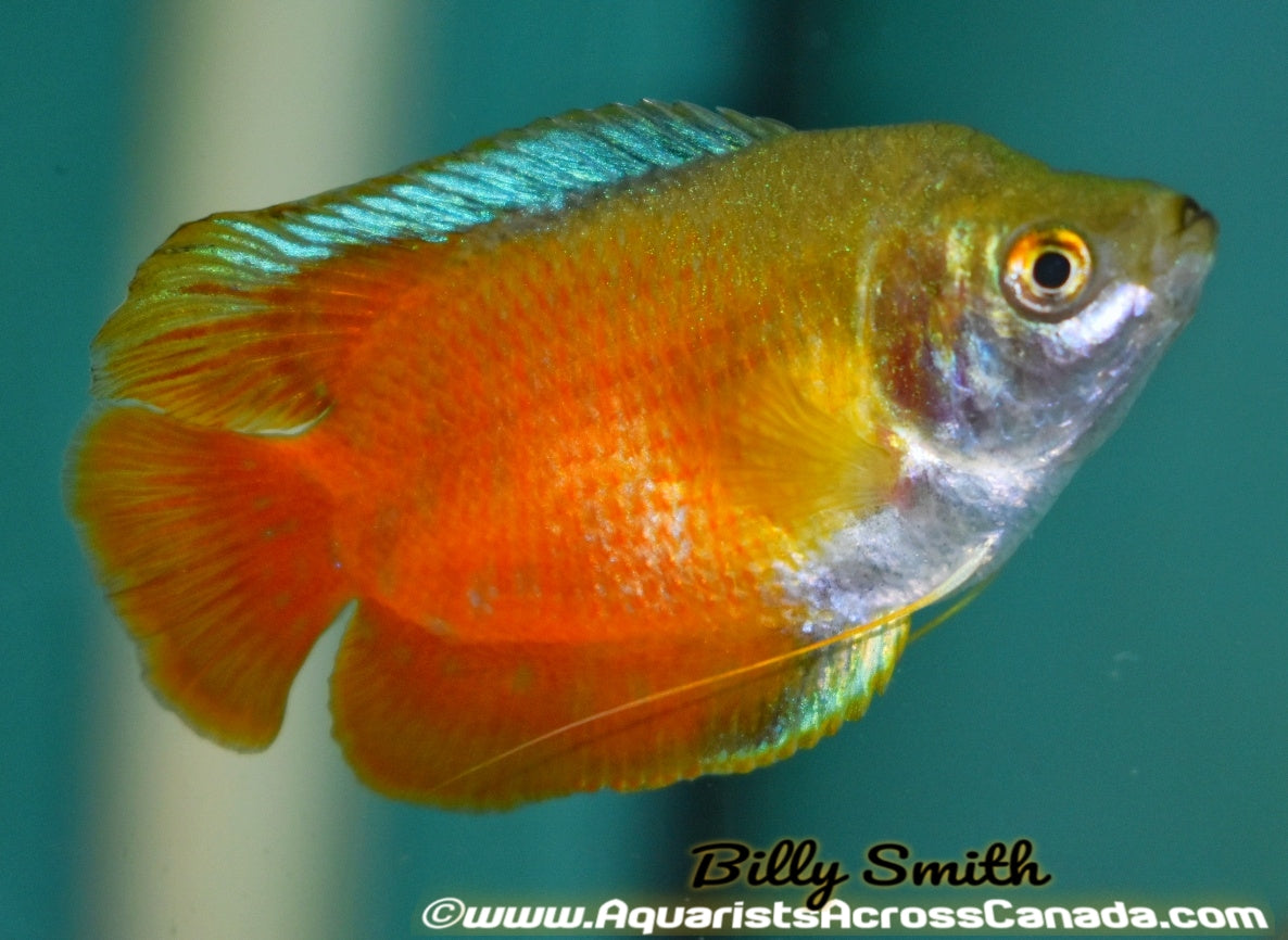 NEON RED DWARF GOURAMI (Trichogaster lalius) - Aquarists Across Canada