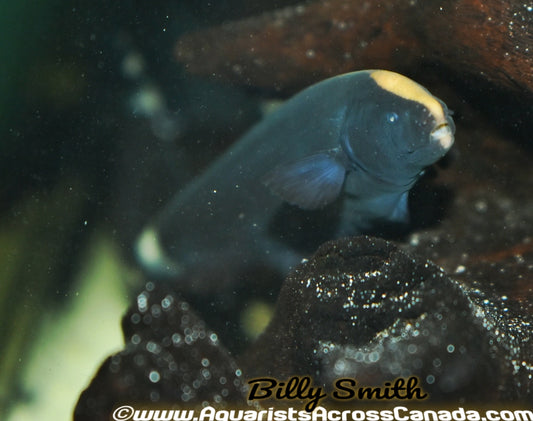BLACK GHOST KNIFE (Apteronotus albifrons) - Aquarists Across Canada