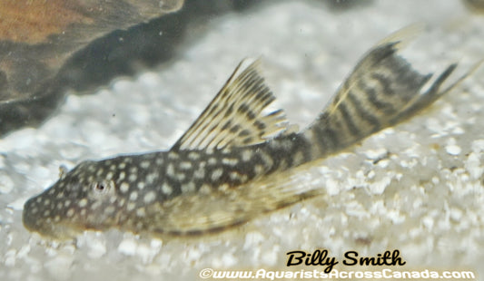 BRISTLENOSE LONGFIN (Ancistrus sp.) - Aquarists Across Canada