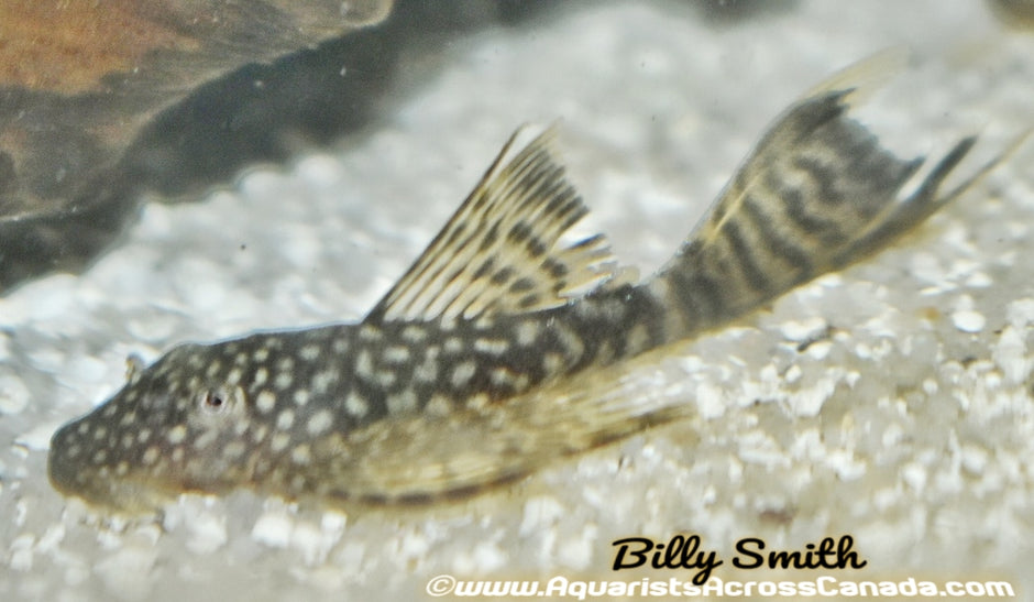 Plecos – Aquarists Across Canada