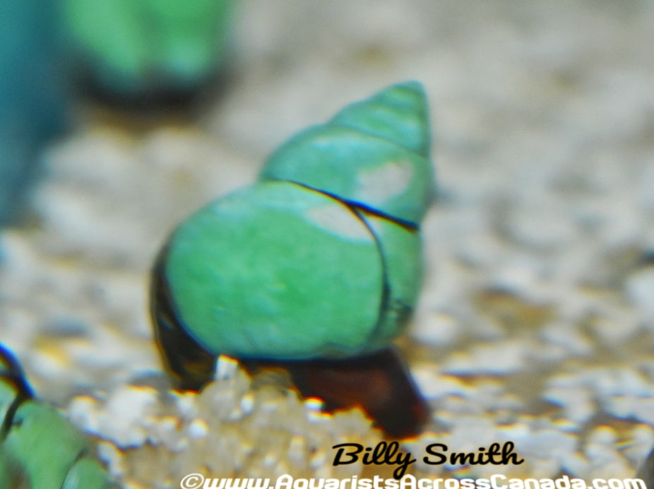 JAPANESE TRAPDOOR SNAIL (Cipangopaludina japonica) - Aquarists Across Canada