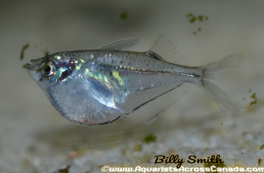SILVER HATCHETFISH (Gasteropelecus sternicla) - Aquarists Across Canada