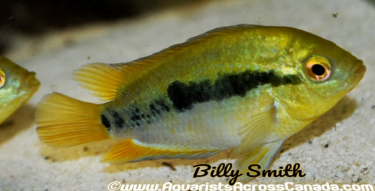 RAINBOW CICHLID *Herotilapia multispinosa* - Aquarists Across Canada