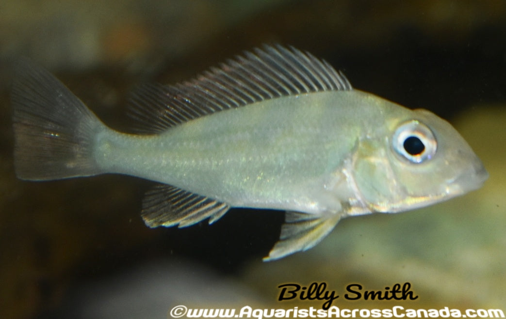 GEOPHAGUS WINEMILLERI (Geophagus winemilleri) - Aquarists Across Canada