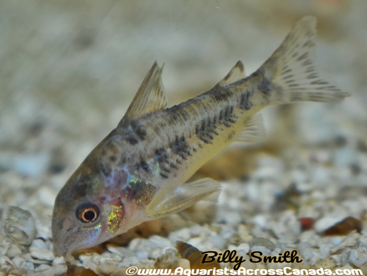 PEPPERED CORYDORA (Corydoras paleatus) - Aquarists Across Canada