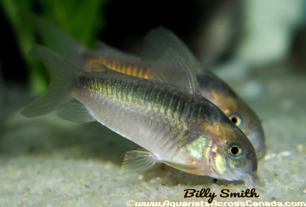 RUSTY CORYDORA (Corydoras Rabauti) - Aquarists Across Canada