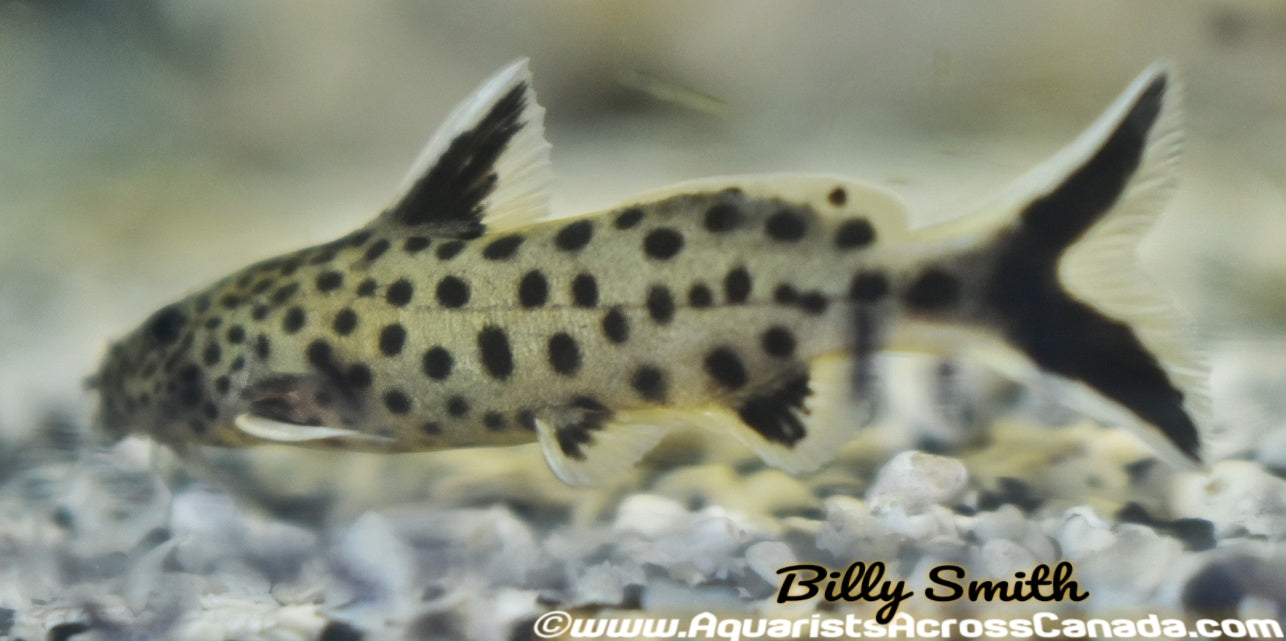 SYNODONTIS TRUE PETRICOLA (Synodontis petricola) - Aquarists Across Canada