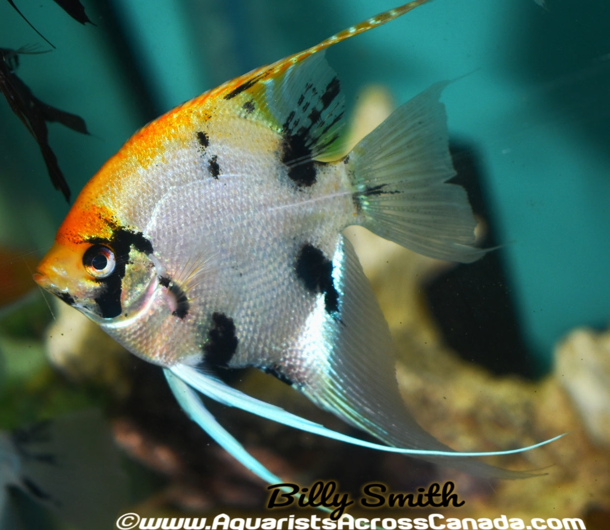 ASSORTED ANGEL (Pterophyllum "scalare") 5" XL - Aquarists Across Canada