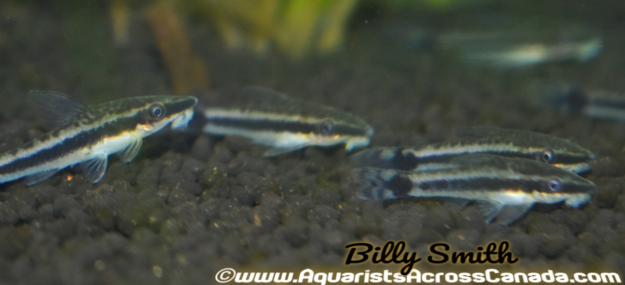 OTOCINCLUS (otocinclus huaorani) - Aquarists Across Canada