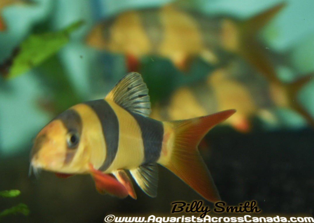 CLOWN LOACH (Chromobotia macracanthus) 3" - Aquarists Across Canada