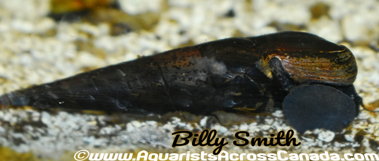 DEVIL FAUNUS SNAIL (Faunus ater) - Aquarists Across Canada