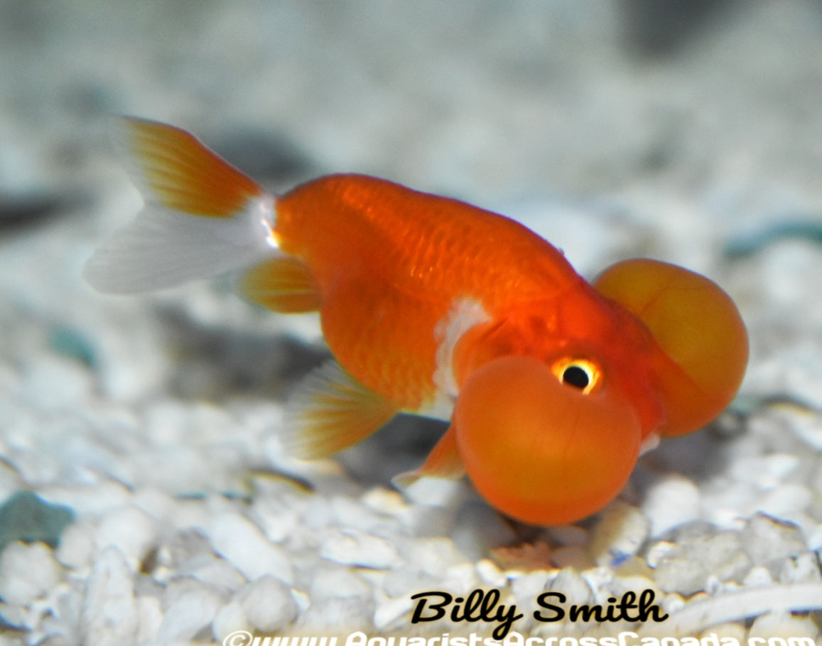 BUBBLE EYE (Carassius Auratus) 2.5" - Aquarists Across Canada