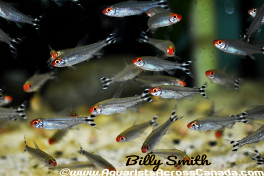 RUMMYNOSE TETRA (Hemigrammus rhodostomus) - Aquarists Across Canada