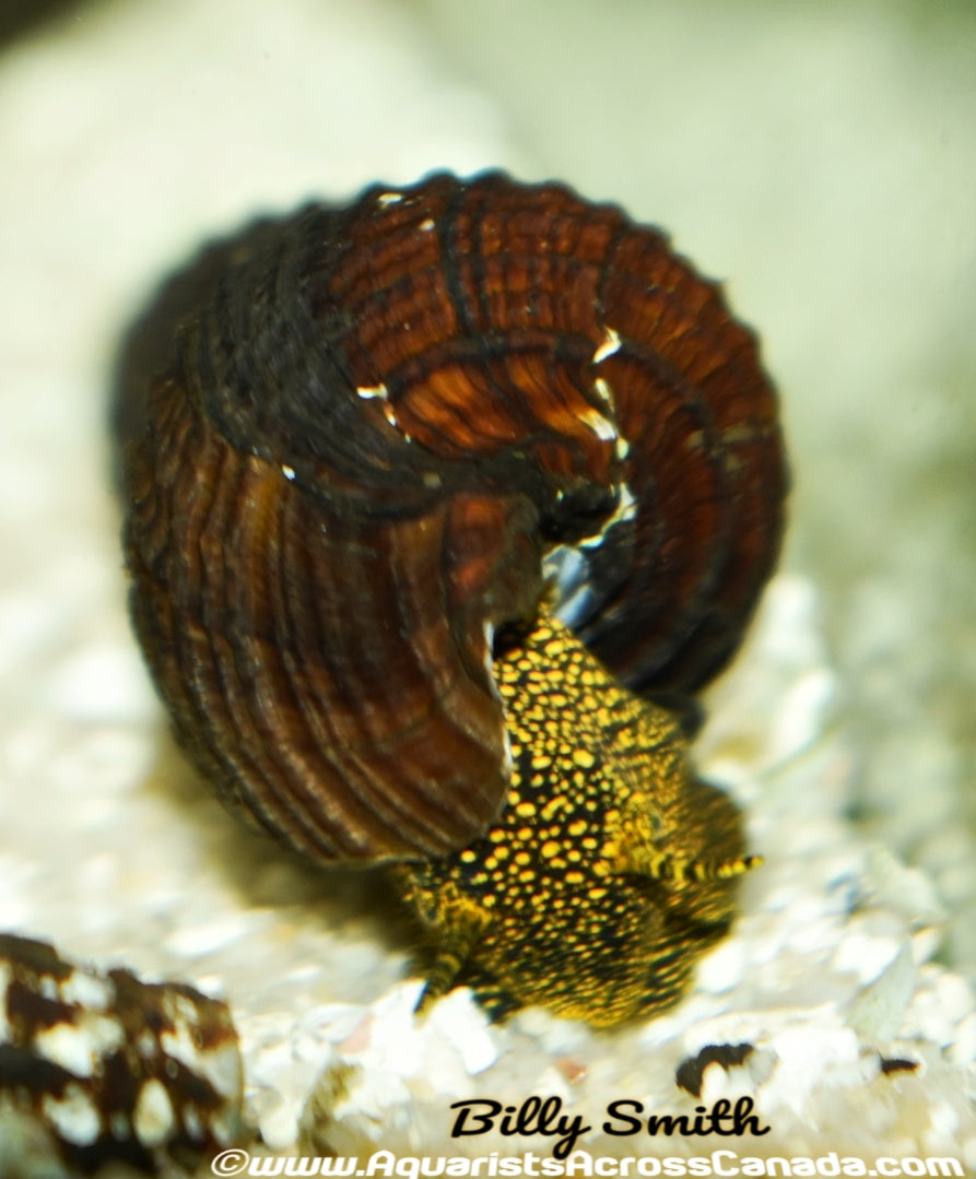 GIANT YELLOW SPOTTED RABBIT SNAIL (Tylomelania .sp) - Aquarists Across Canada