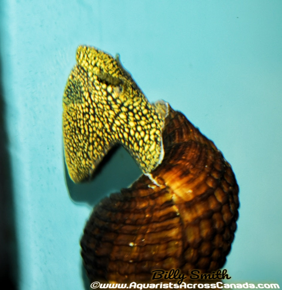 GIANT YELLOW SPOTTED RABBIT SNAIL (Tylomelania .sp) - Aquarists Across Canada