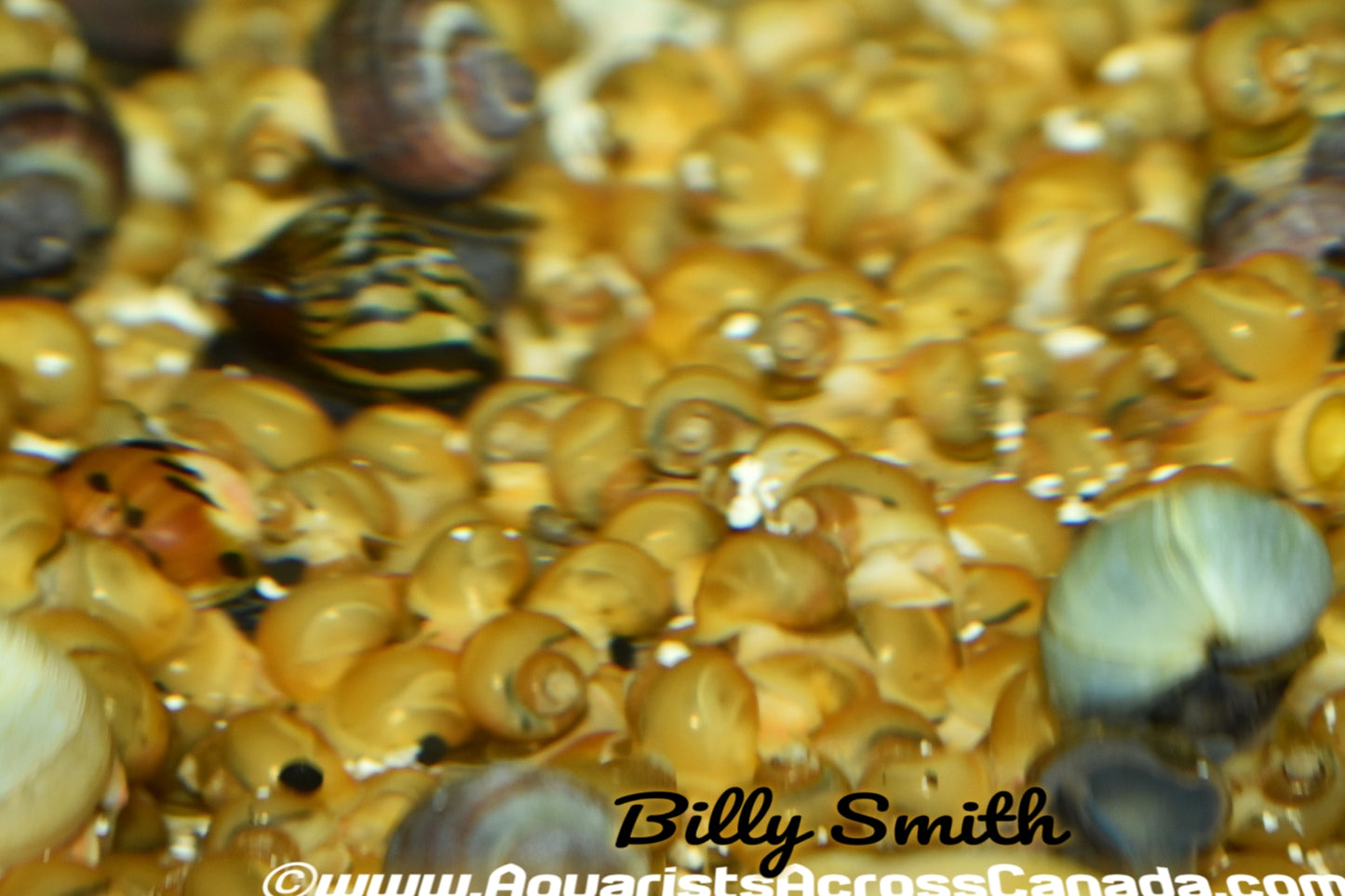 YELLOW APPLE SNAILS (Pomacea maculata) - Aquarists Across Canada