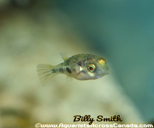 DWARF SPOTTED PUFFER (Carinotetraodon Imitator) - Aquarists Across Canada