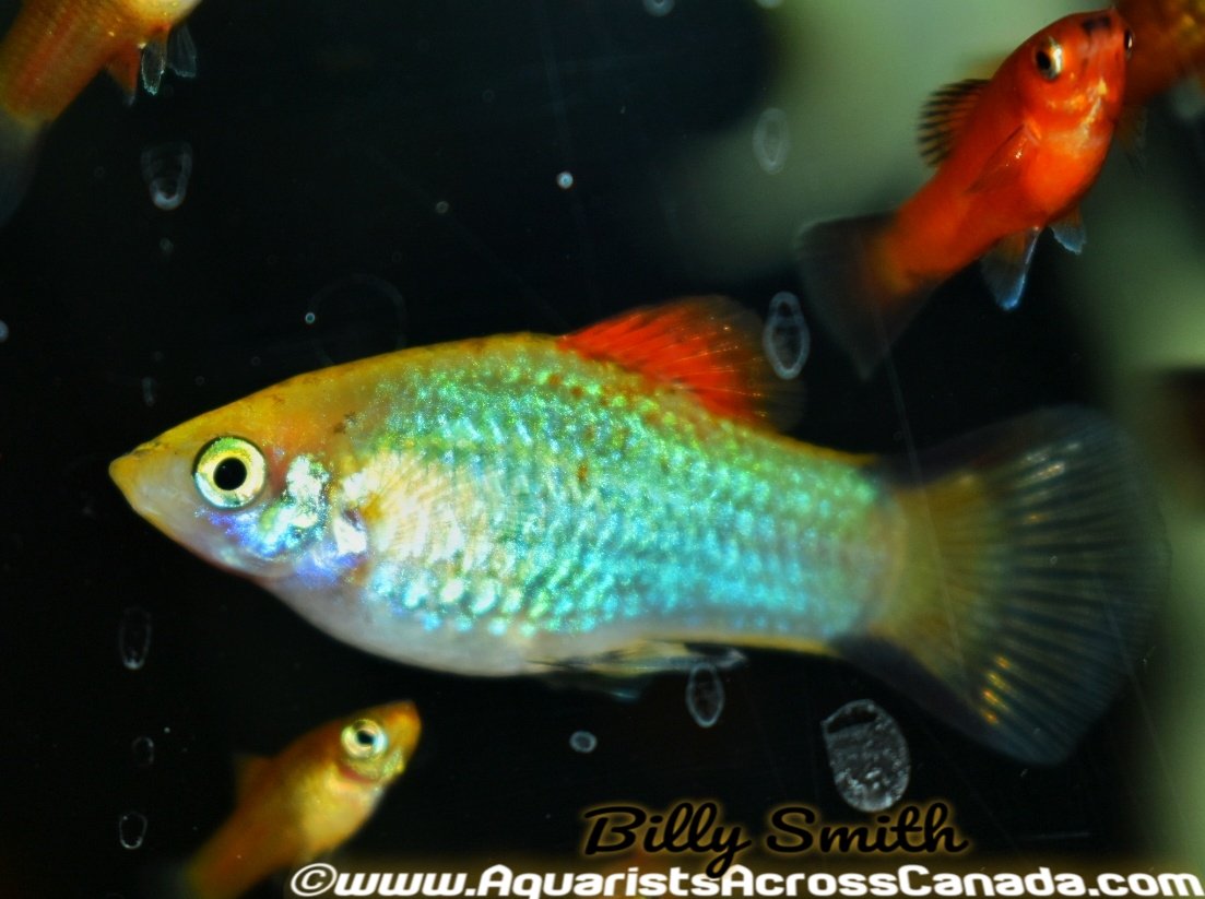 PLATY ASSORTED (Xiphophorus maculatus) - Aquarists Across Canada