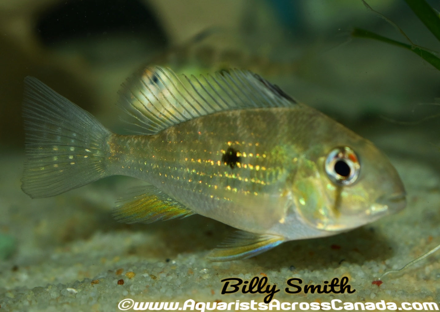 THREADFIN GEOPHAGUS (Acarichthys heckelii) 4" - Aquarists Across Canada