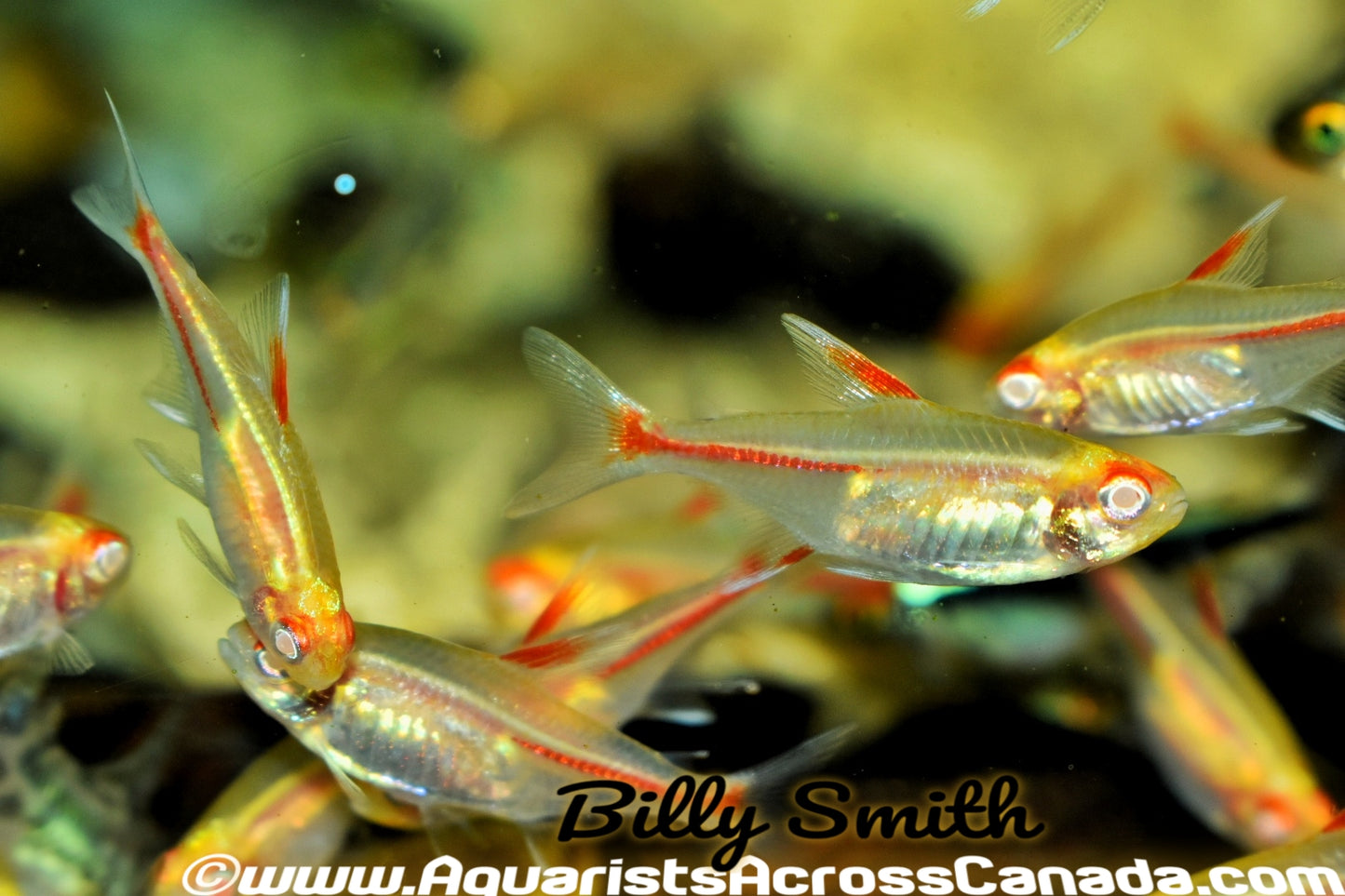 GLOWLIGHT TETRA *ALBINO* (Hemigrammus erythrozonus) - Aquarists Across Canada