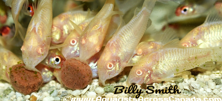ALBINO CORYDORA (Corydoras aeneus .var) - Aquarists Across Canada