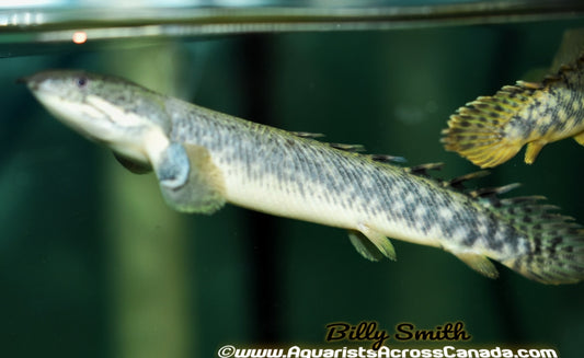 GOLD DUST BICHIR (Polypterus Palmas) - Aquarists Across Canada