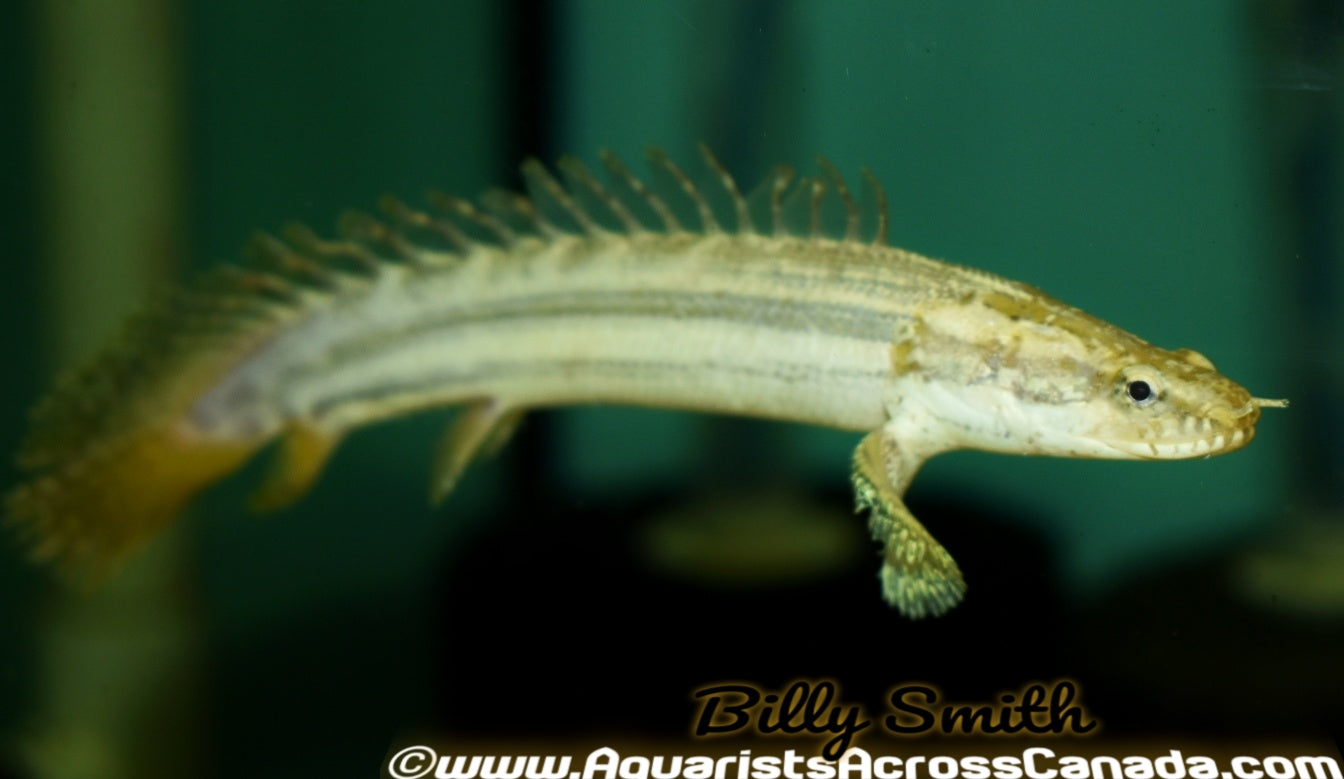 NILE BICHIR (Polypterus Bichir Bichir) - Aquarists Across Canada