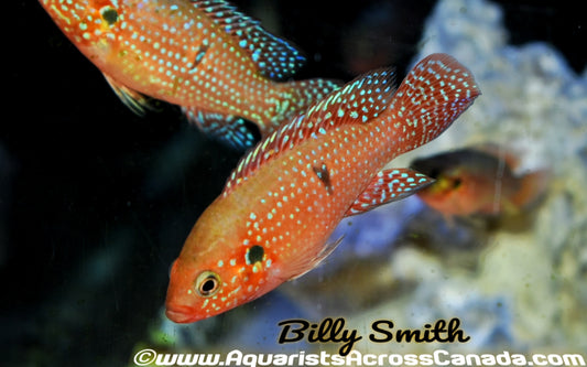 RED JEWEL CICHLID (Hemichromis bimaculatus) - Aquarists Across Canada